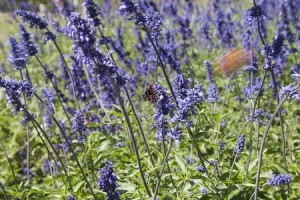 Austin-TX-IT-Training-Bluebonn