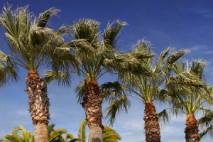 Palm Trees Against A Deep Blue Sky In Los Angeles