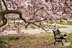 Park bench under the magnolia tree in Goodale Park in Columbus,