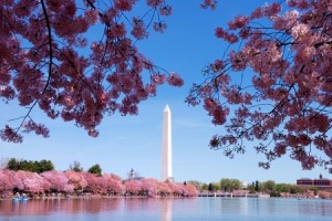 washington-DC-IT-training-Cherry-Blossom-Monument